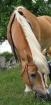 Biete Reitbeteiligung an einer lieben Haflinger 17Jahre Wohnt in der RG Eichengr