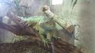 Grüne Leguan Pärchen Terrarium