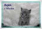 Russisch Blau-Kitten suchen geeigneten Schmuseplatz