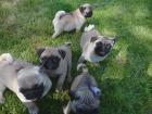 Mops Welpen beige Farbe Rüden und Weibchen