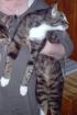 Noch immer Hilfe wir suchen unseren Kater Speedy