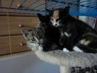 Katzenkinder