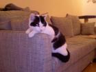 1 5 Jahre alter Kater zu verschenken