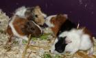4 Meerschweinchen ab 22. 06. zu verkaufen
