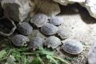 Spaltenschildkröten Nachzuchzten 2022