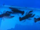 Japan Koi Teichmuscheln Biotopfische Schnecken Störe Edelkrebse vom Koi-Ce
