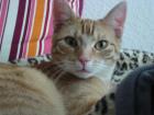 Roter Kater 1 Jahr sucht neues Zuhause