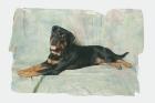 Super schöner Deckrüde reinrassieger Rottweiler TOP