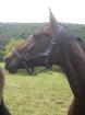 Biete tolle Rb an vers. Warmblütern in Unterfranken /97782 Gräfendorf