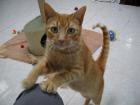Lieber roter Kater Modesto