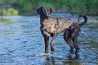 KENAI - Doggen-Mix - 2 Jahre - Tierhilfe-Franken e. V.