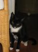 Samira sucht neues liebevolles zu hause