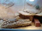Bartagamenpärchen 2 Jahre mit Holzterra und Einrichtung
