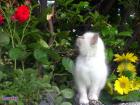 Hl. Birma Kitten männlich blue point Zucht/Show/Liebhaber