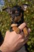 Suche eine d dogge 250