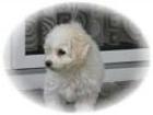 Bichon Welpen sofort zur Abgabe