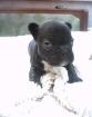 FRANZÖSISCH BULLDOG MÄDCHEN 9WOCHEN ALT IN LIEBEVOLLE HÄNDE ALS LEZTE AUS DEM A