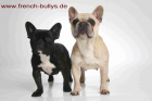 Französische Bulldogge Wir erwarten im November 11 wieder Welpen