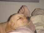Labrador Welpen blond nur in beste Hände