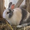 CHARLY - Zwergkaninchen - 5 Jahre - Tierhilfe-Franken e. V.