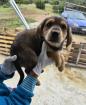 Flocke sucht ein passendes Zuhause