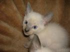Siam Kitten Katzen Kater 6 Wochen Jung