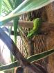 Phelsuma Grandis Großer Madagaskar Taggecko