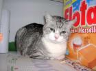 Liebe ältere Katze Minnie-abgeschoben