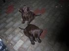 Super-süße schwarze Labrador Mischlingswelpen