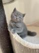 Britisch Kurzhaar Kitten