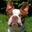 BO DEXTER - Boston Terrier - 5 Jahre - Tierhilfe-Franken e. V.