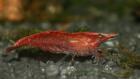 Red Fire / Red Cherry Garnelen nur 0 70. - versand möglich