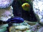 Melanochromis maingano