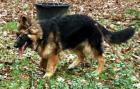 Altdeutscher Schäferhund Junghund Rüde