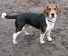Beagle Rüde 1 J. DRINGEND