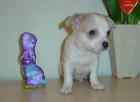 Chihuahua Welpe