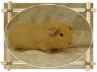 Glatt/Crested