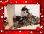 Norwegische Waldkatzen Kitten Amiee Black/ Tabby mit FIFe Stammbaum Impfunge