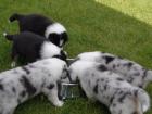 Australian Shepard Welpen an Liebhaber zu verkaufen