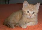 Kleiner rot getigerter Kater 10 Wochen sucht.