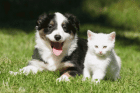 Frei-Haus-Lieferung VERITAS Hunde- u. Katzennahrung