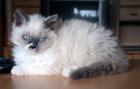 Selkirk Rex Langhaar Kitten in colourpoint so schmusig