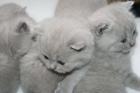 Süße BKH-Babys in creme und lilac Nähe Ulm