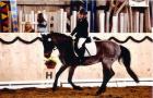 Dressurpony der Extraklasse