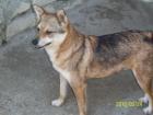 Rocco sucht endlich seine eigene Familie