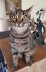 MINA - europäische Hauskatze - 3 5 Jahre - Tierhilfe-Franken e. V.