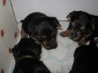 Australischer Terrier Welpen mit Papiere