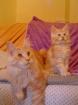 Maine Coon Babys abzugeben