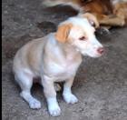 Rozerin sucht ein passendes Zuhause