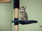 Liebe bescheidene Tigerkatze wartet in OB
